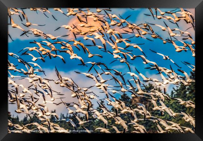 Thousands Snow Geese Flying Skagit Valley Washington Framed Print by William Perry