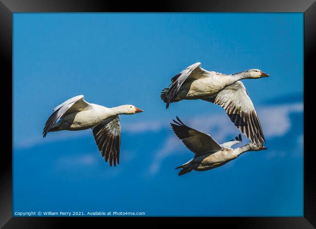 Snow Geese Flying Mountains Skagit Valley Washington Framed Print by William Perry