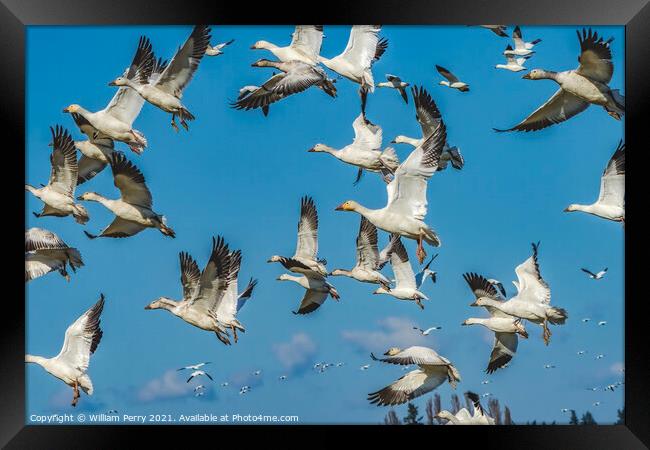 Snow Geese Flying Mountains Skagit Valley Washington Framed Print by William Perry