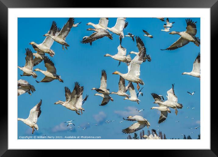 Snow Geese Flying Mountains Skagit Valley Washington Framed Mounted Print by William Perry