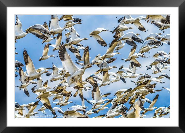 Many Snow Geese Flying Skagit Valley Washington Framed Mounted Print by William Perry