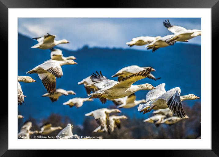 Snow Geese Flying Mountains Skagit Valley Washington Framed Mounted Print by William Perry