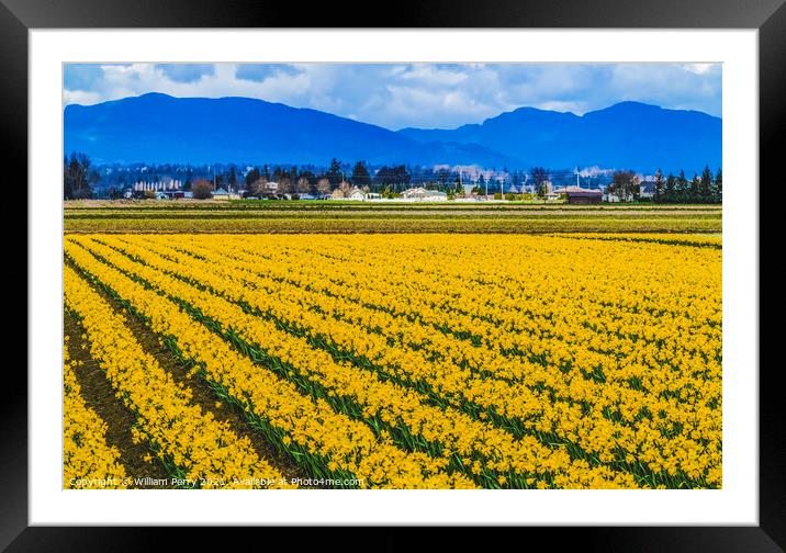 Yellow Daffodils Fields Flowers Skagit Valley Washington State Framed Mounted Print by William Perry