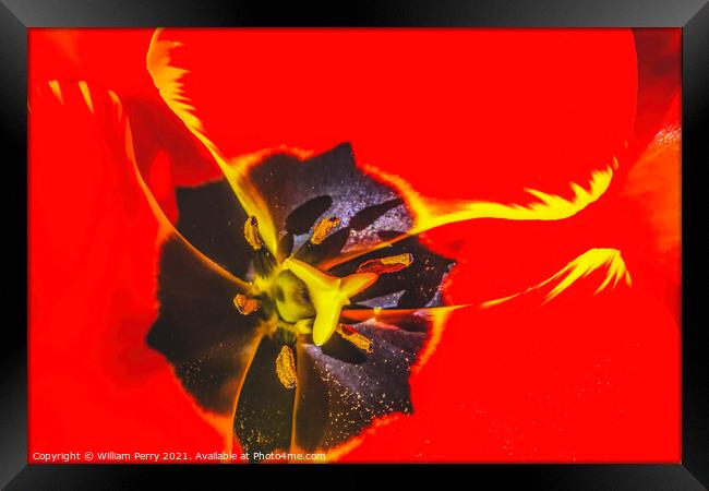 Big Red Yellow Banja Luka Tulip Petals Blooming Macro Framed Print by William Perry