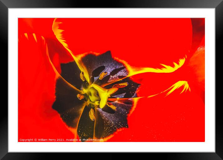 Big Red Yellow Banja Luka Tulip Petals Blooming Macro Framed Mounted Print by William Perry