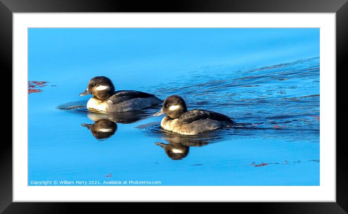 Female Bufflehead Ducks Juanita Bay Park Lake Washington Kirklan Framed Mounted Print by William Perry
