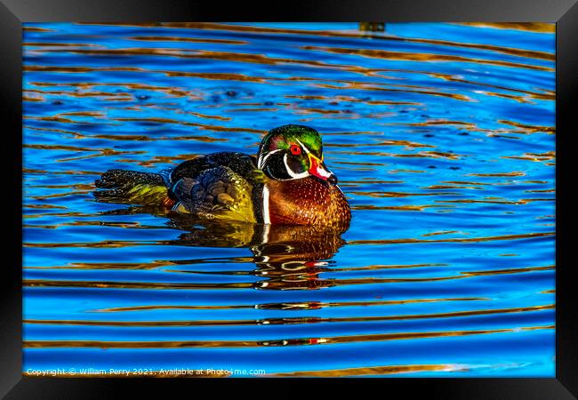 Male Wood Duck Juanita Bay Park Lake Washington Kirkland Framed Print by William Perry