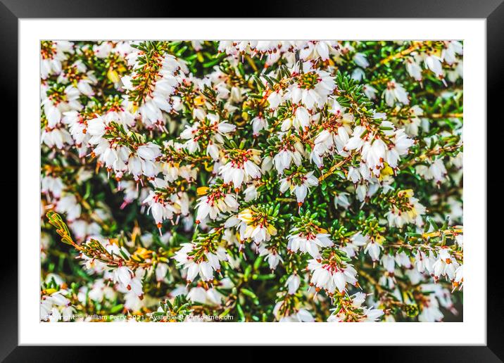Springwood White Heather Blooming Macro Framed Mounted Print by William Perry