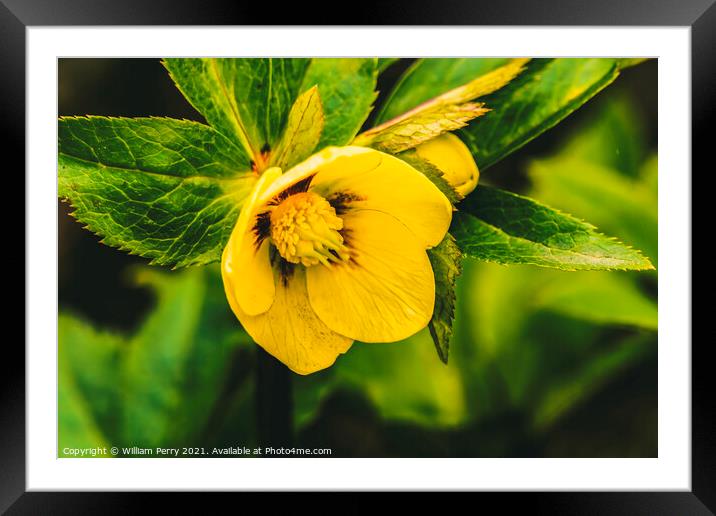 Yellow Helleborus Lenten Rose Framed Mounted Print by William Perry