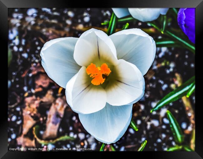 White Yellow Crocus Blossom Blooming Macro Washington Framed Print by William Perry