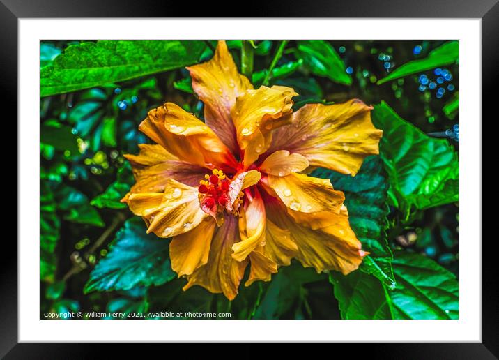 Orange Double Dip Tropical Hibiscus Flower Easter Island Chile Framed Mounted Print by William Perry