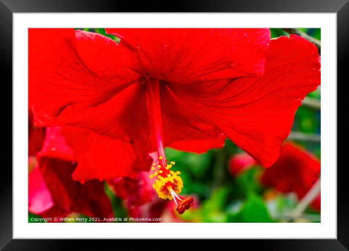 Red Painted Lady Tropical Hibiscus Flower Easter Island Chile Framed Mounted Print by William Perry