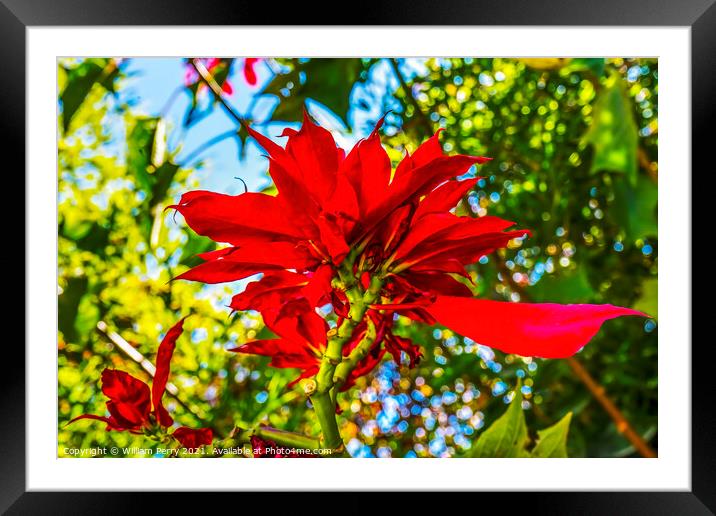Red Poinsettia Blooming Macro Puebla Mexico Framed Mounted Print by William Perry