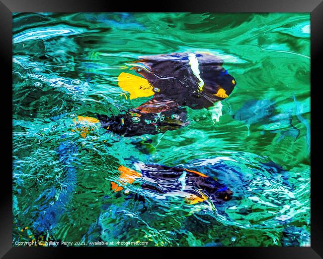 Colorful Black Yellow King Angelfish Los Cabos Mexico  Framed Print by William Perry