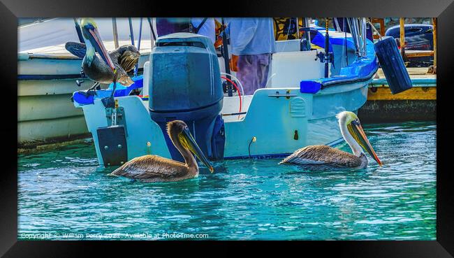 Brown Pelicans Marina Boats Cabo San Lucas Mexico Framed Print by William Perry
