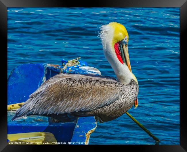 Brown Pelican Marina Boat Cabo San Lucas Mexico Framed Print by William Perry