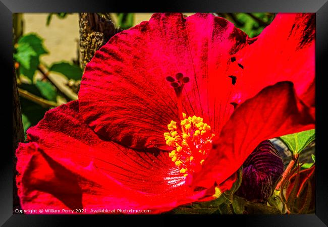 Red Painted Lady Tropical Hibiscus Flower Los Cabos Mexico Framed Print by William Perry