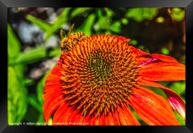 Honey Bee Orange Coneflower Blooming Macro Framed Print by William Perry
