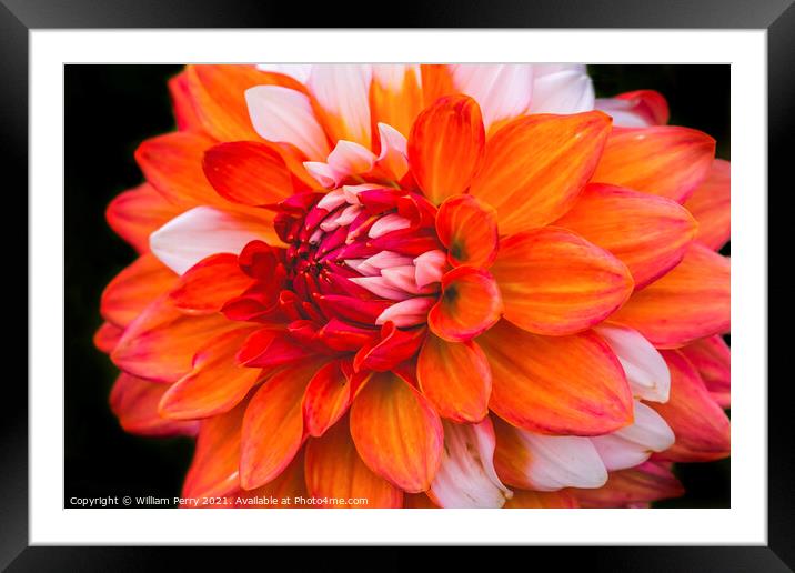 Orange White A La Mode Dahlia Blooming Macro Framed Mounted Print by William Perry