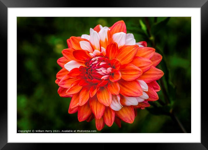 Orange White A La Mode Dahlia Blooming Macro Framed Mounted Print by William Perry