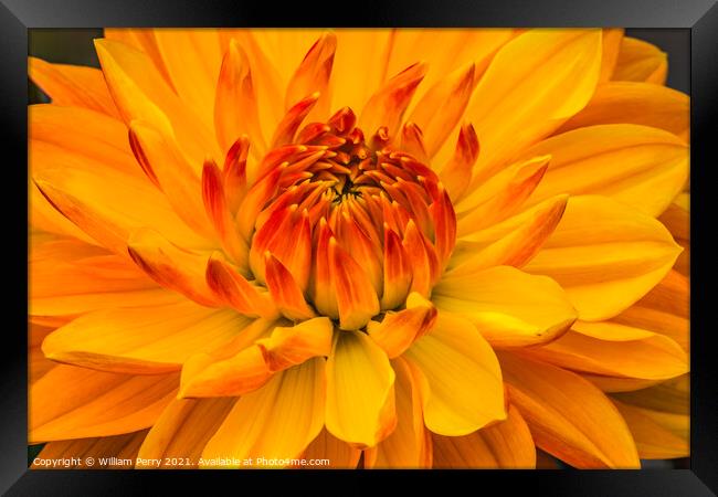 Yellow Orange Dahlia Blooming Macro Framed Print by William Perry