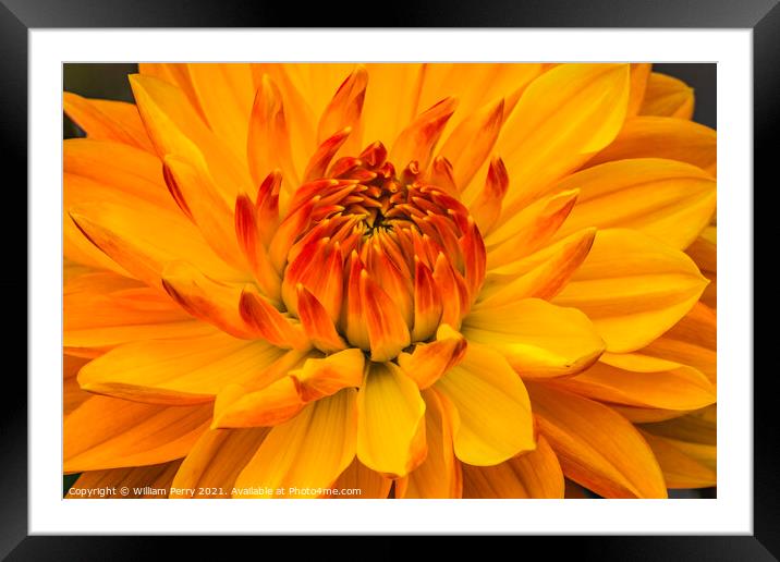 Yellow Orange Dahlia Blooming Macro Framed Mounted Print by William Perry