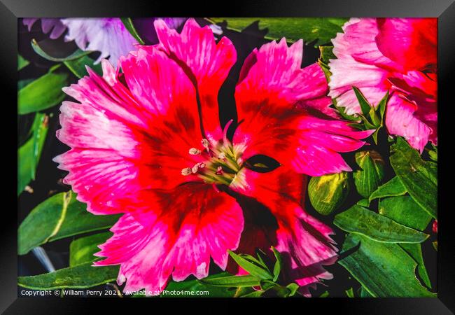 Red Lobelia Blossom Blooming Macro Washington  Framed Print by William Perry