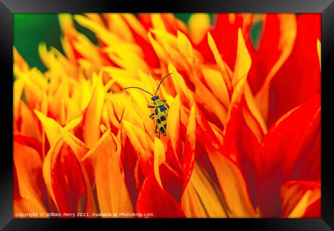Yellow Bug Red Yellow Show N Tell Dahlia Blooming Macro Framed Print by William Perry