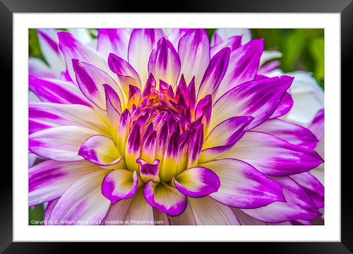 Blue Purple White Ferncliff Illusion Dahlia Blooming Macro Framed Mounted Print by William Perry