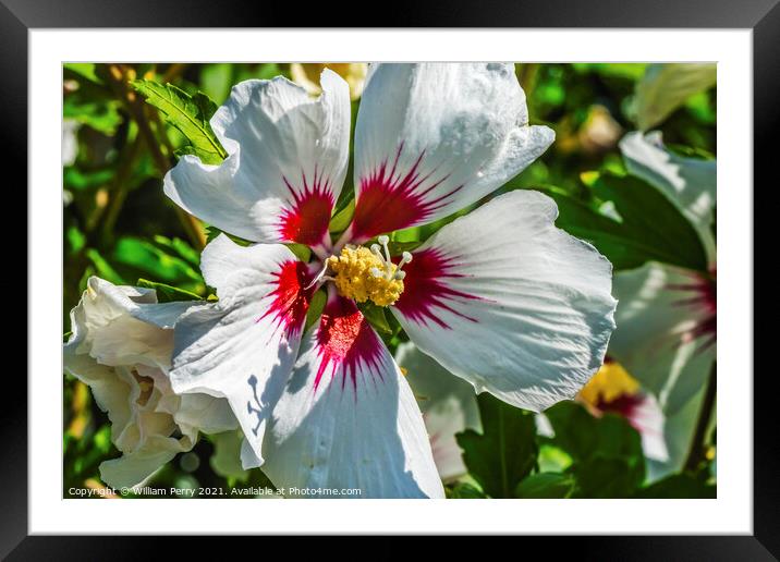 White Rose of Sharon Flower Framed Mounted Print by William Perry