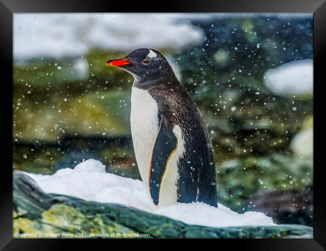 Gentoo Penguin Paradise Bay Skintorp Cove Antarctica Framed Print by William Perry