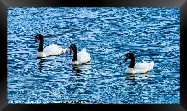 Black-necked Swans Punta Natales Chile Framed Print by William Perry