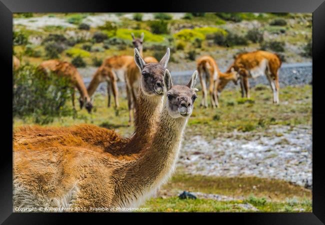 Guanacos Wild Lamas Torres del Paine National Park Chile Framed Print by William Perry