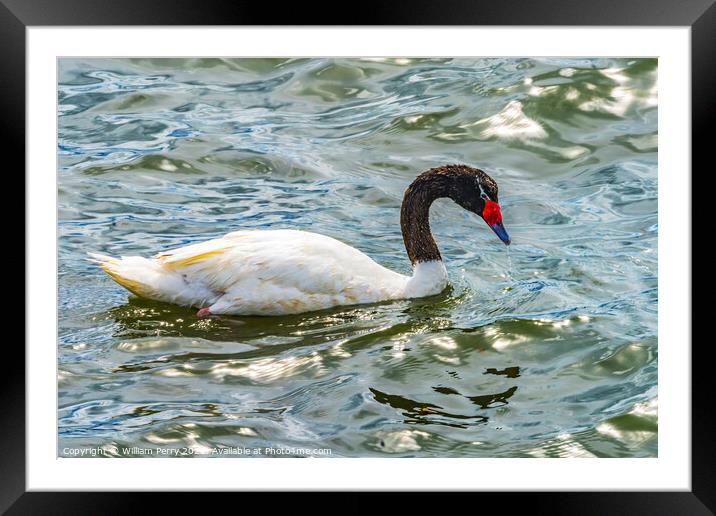 Black-necked Swan Punta Natales Chile Framed Mounted Print by William Perry