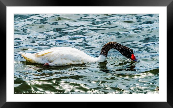 Black-necked Swan Punta Natales Chile Framed Mounted Print by William Perry