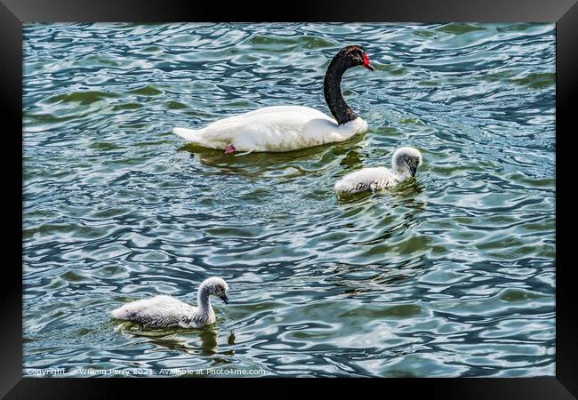 Black-necked Swans Babies Punta Natales Chile Framed Print by William Perry