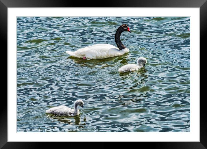 Black-necked Swans Babies Punta Natales Chile Framed Mounted Print by William Perry