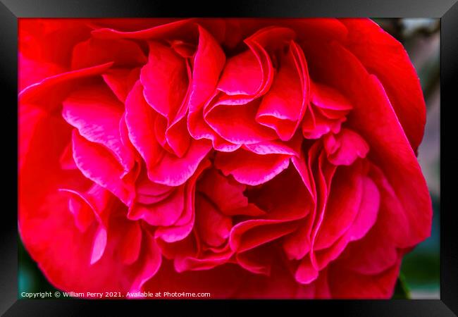 Red Camellia Yuletide Blooming Macro Framed Print by William Perry