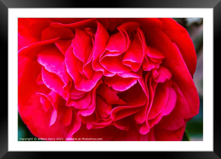 Red Camellia Yuletide Blooming Macro Framed Mounted Print by William Perry