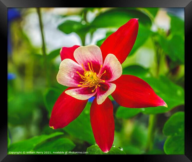Red White Columbine Blossom Blooming Macro Washington Framed Print by William Perry