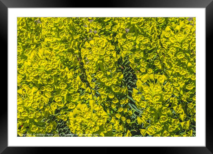 Green Mediterranean Splurge Blossoms Blooming Macro Framed Mounted Print by William Perry