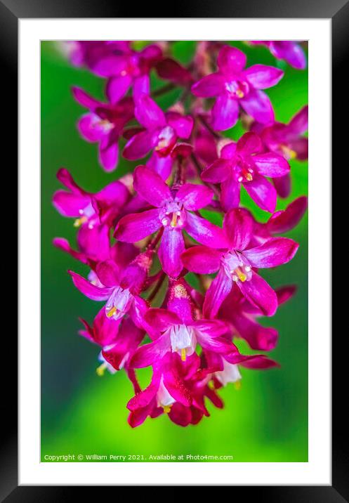 Pink Flowering Currant Blooming Macro Framed Mounted Print by William Perry