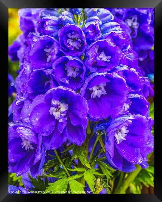 Blue Purple Delphinium Larkspur Blossom Blooming Framed Print by William Perry