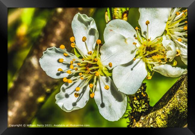 White Plum Blossom Blooming Framed Print by William Perry