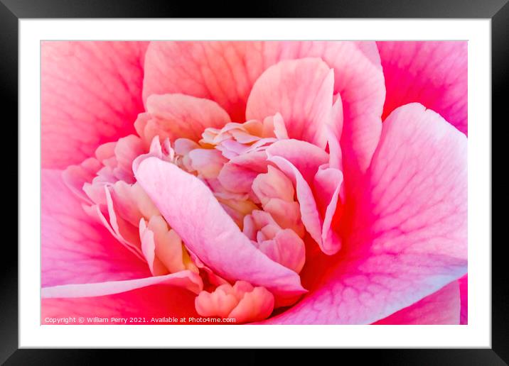 Pink Camellia Reticulata Blooming Macro Framed Mounted Print by William Perry