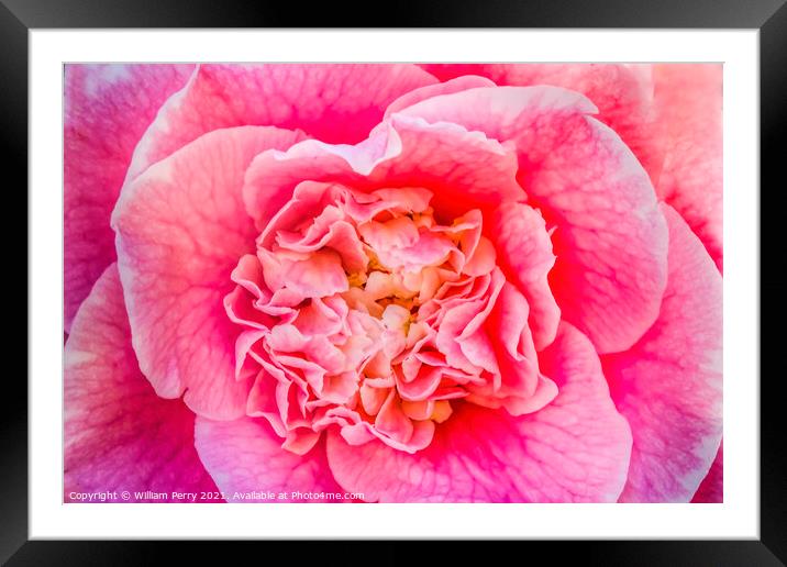 Pink Camellia Reticulata Blooming Macro Framed Mounted Print by William Perry