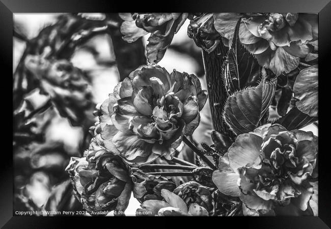 Black White Kwanzan Cherry Flowers Blooming Macro Framed Print by William Perry