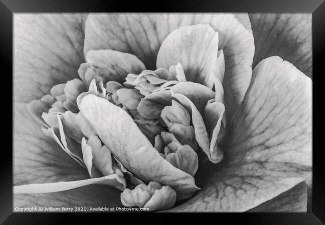 Black White Camellia Reticulata Blooming Macro Framed Print by William Perry