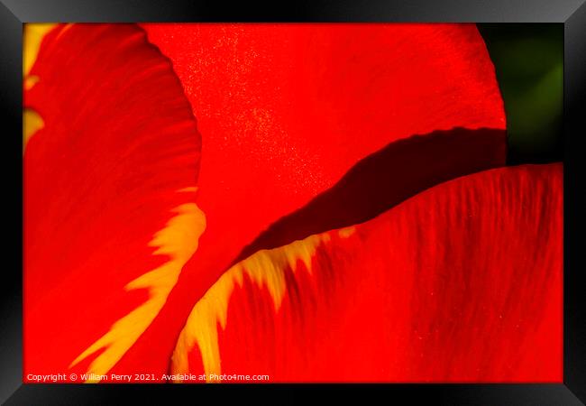 Red Yellow Banja Luka Tulip Petals Blooming Macro Framed Print by William Perry