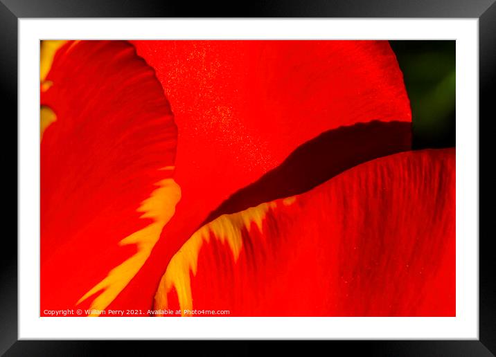 Red Yellow Banja Luka Tulip Petals Blooming Macro Framed Mounted Print by William Perry